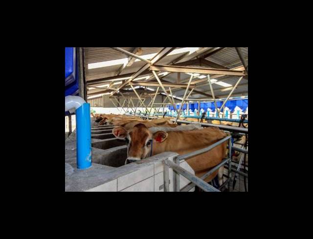 473HA FARM FOR SALE IN EAST LONDON RURAL